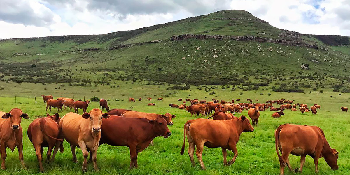 Carne de pasto - alimentos eco e bio