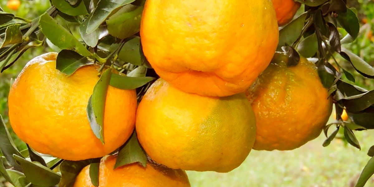 Laranja Orgânica