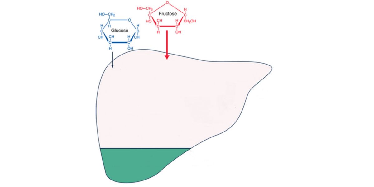 Glicose e Frutose