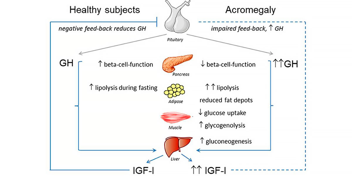 Síntese da hormona do crescimento