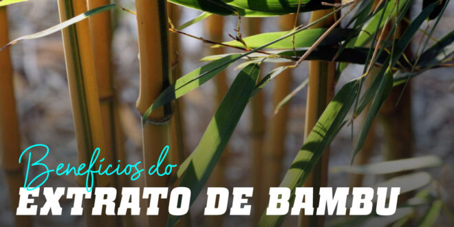 Extrato de Bambu: Propriedades de uma planta milenar