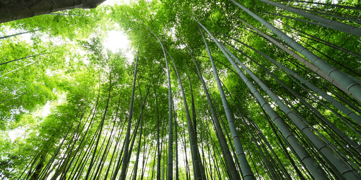 Que altura pode ter um Bambu