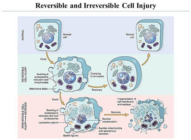 Figura cell injury