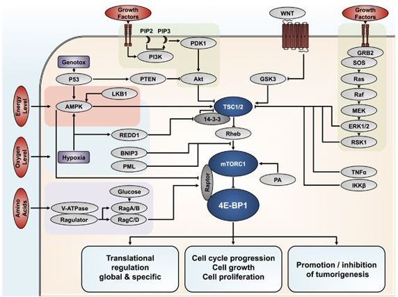Mecanismos de sinalização