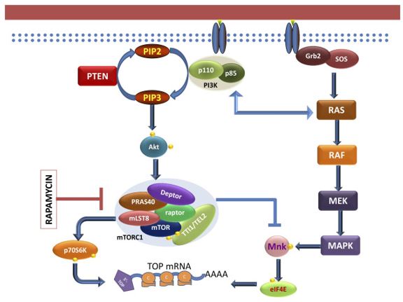 Regulação da tradução proteica 