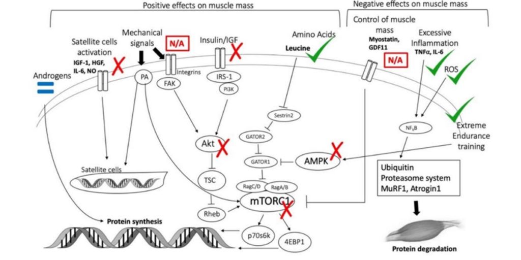 Biomoleculares