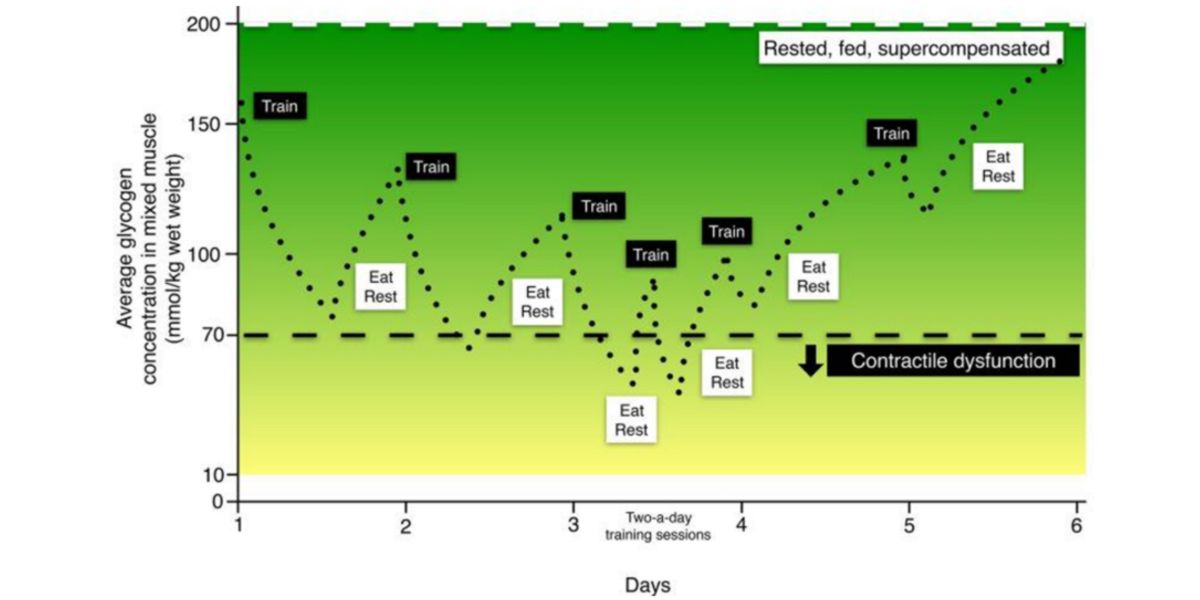 Concentrações de glicogénio