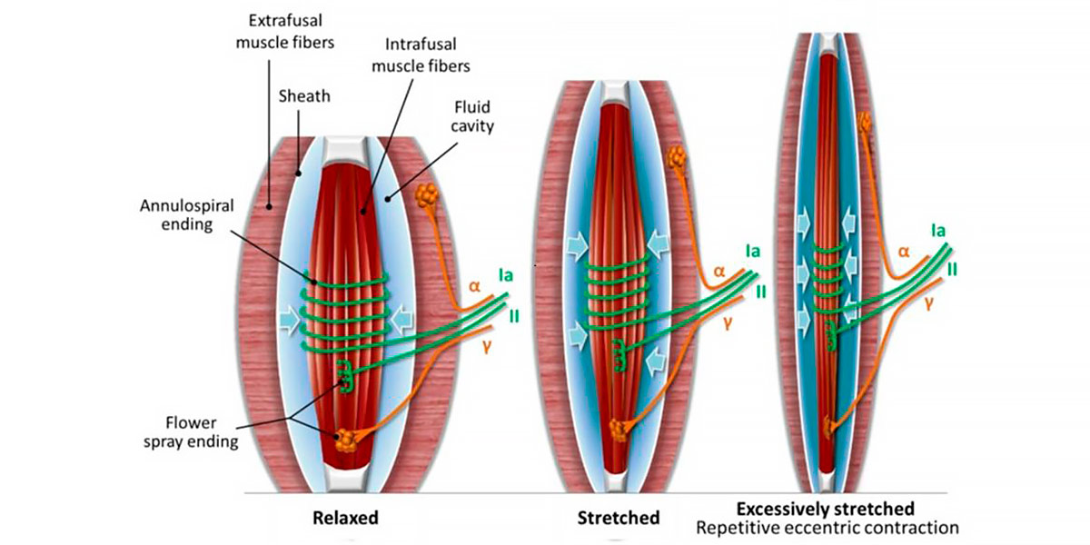 Tecido Muscoesquelético