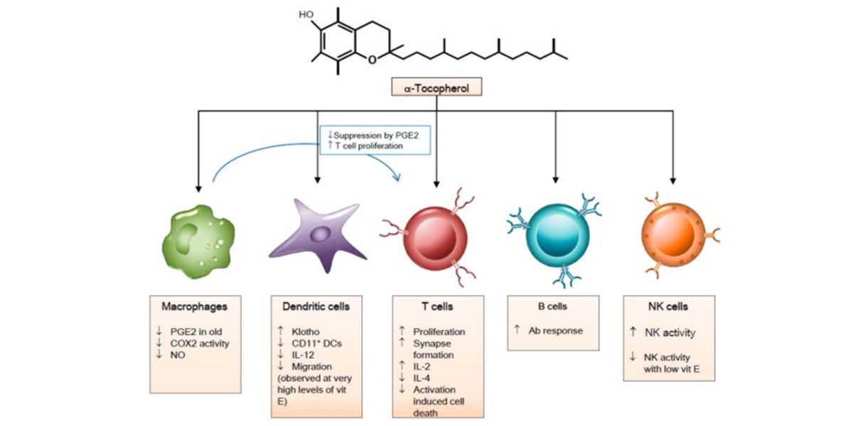 Efeitos da vitamina E Efeitos da vitamina E