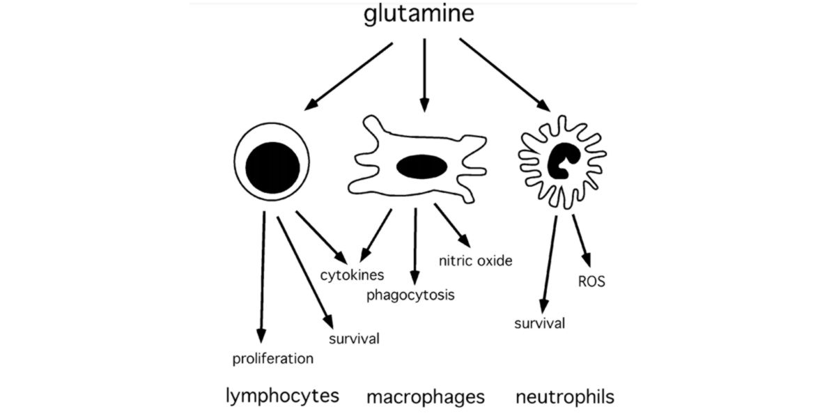 Glutamina no organismo Glutamina no organismo
