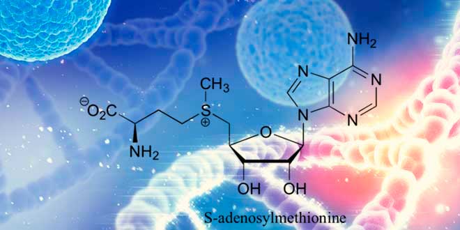 O que é e qual é a função do SAMe