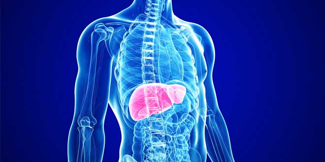 Same e saúde do fígado