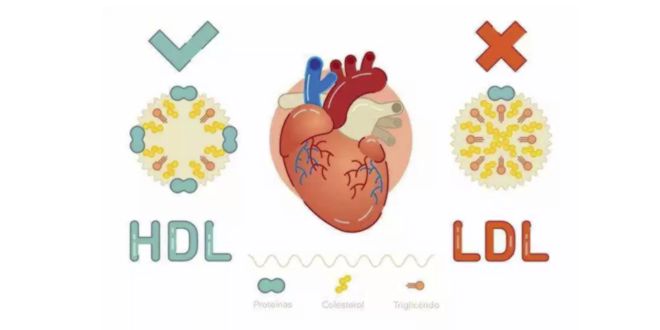 Colesterol HDL e LDL