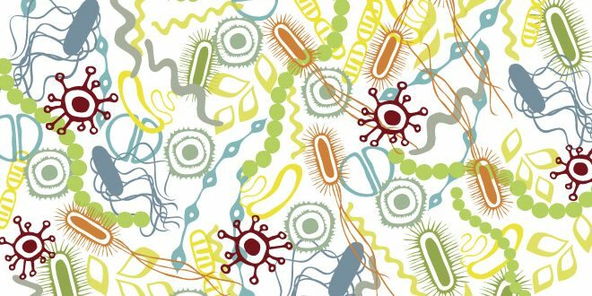 A Microbiota é a chave para vencer a Obesidade?