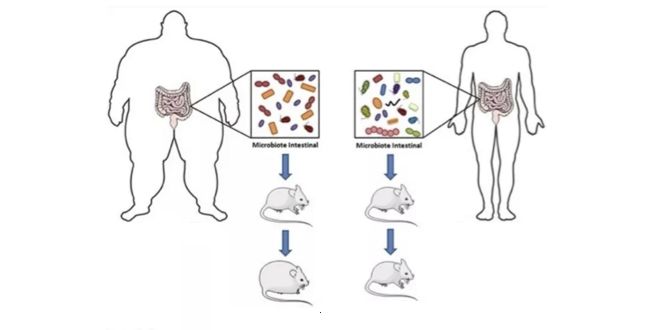Transplantar microbiota
