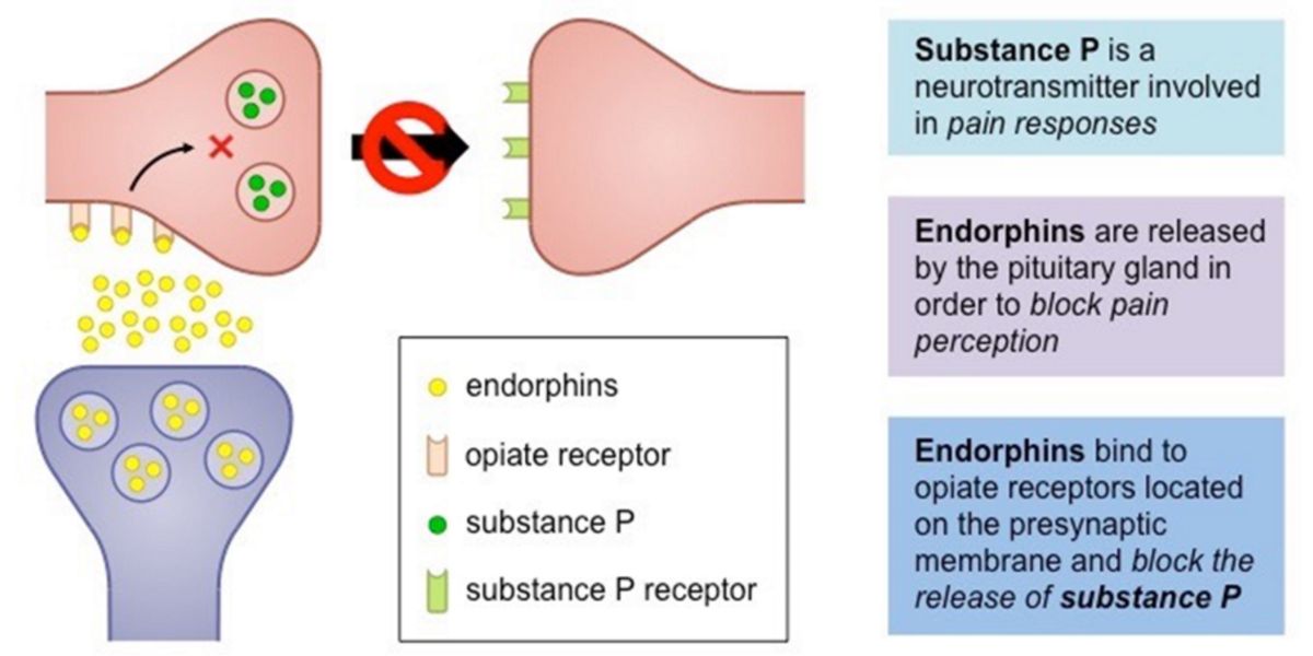 Libertação de substância P Libertação de substância P