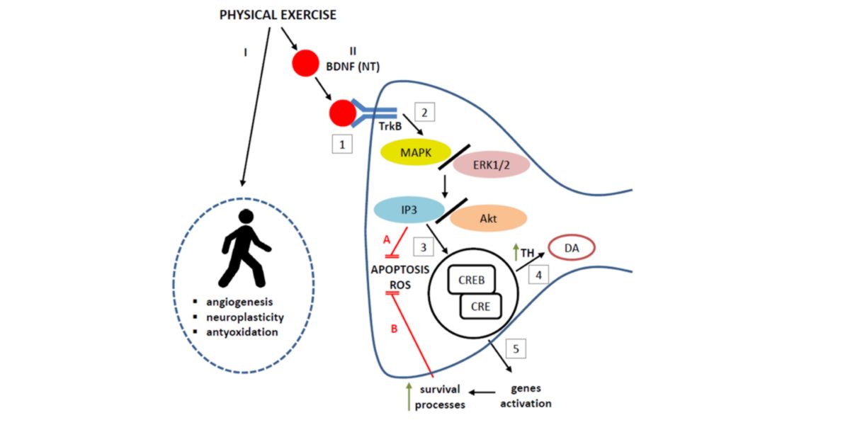 Modulação do exercício físico sobre a neuroproteção mediada pelo fator neurotrófico BDNF Modulação do exercício físico sobre a neuroproteção mediada pelo fator neurotrófico BDNF