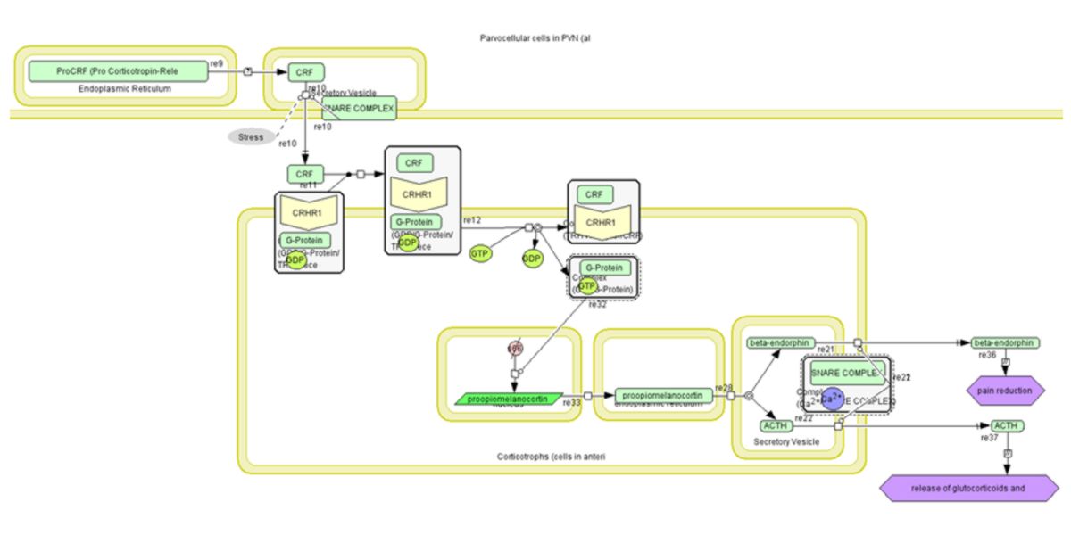 Mapa da rota de biosíntese de hormonas glucocorticoides e endorfinas. Mapa da rota de biosíntese de hormonas glucocorticoides e endorfinas.