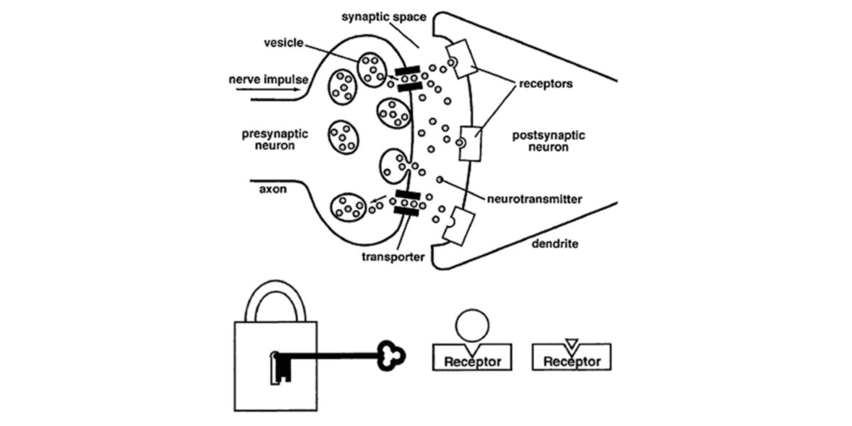 Sinapse química e metáfora do modelo chave-fechadura Sinapse química e metáfora do modelo chave-fechadura