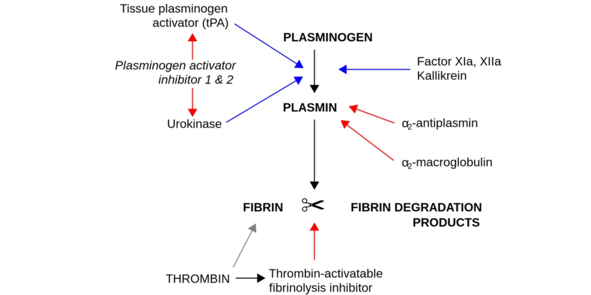 Nattokinase propriedades fibrinolíticas