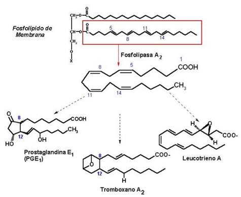 Biossintese dos anti-inflamatórios depois do treino