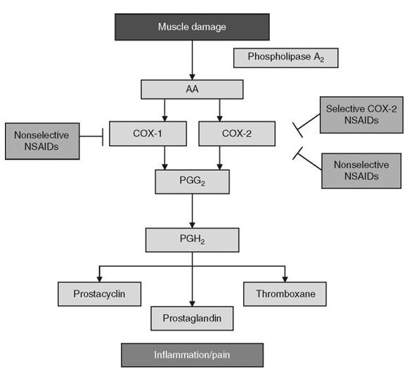 Lesão muscular e anti-inflamatórios depois do treino