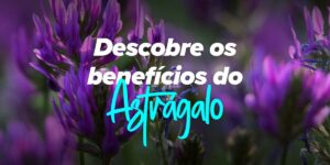 Descubre os beneficios do Astrágalo