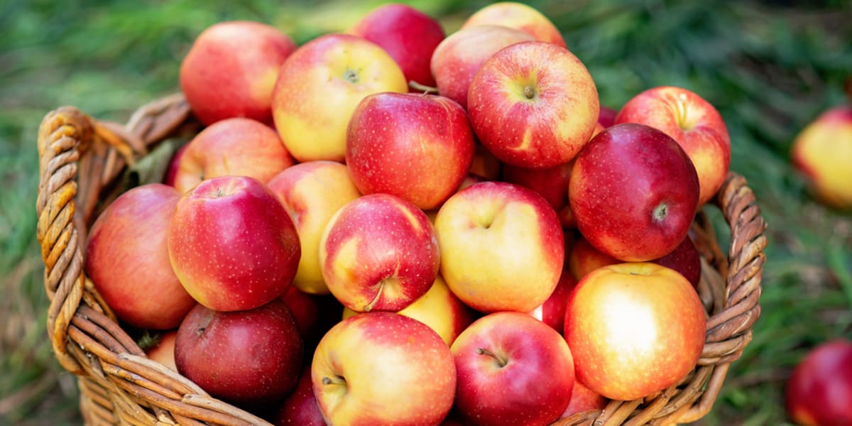 Porquê consumir vinagre de sidra de maçã