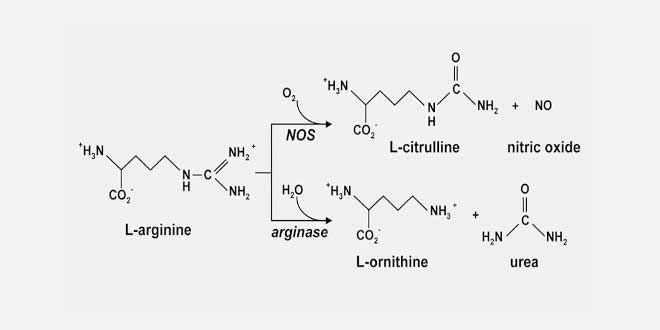 estrutura - norvalina