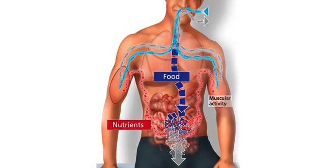 Metabolismo - tipo de metabolismo Metabolismo - tipo de metabolismo