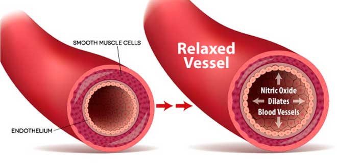vasos sanguíneos e norvalina