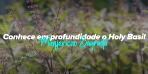 Tudo o que precisas de saber sobre o Manjericão Santo