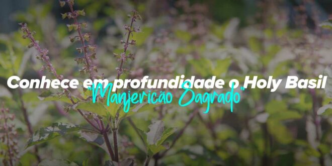 Propriedades e contraindicações do Holy Basil