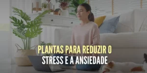As 10 melhores plantas para reduzir o stress e a ansiedade