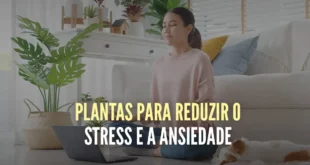 As 10 melhores plantas para reduzir o stress e a ansiedade