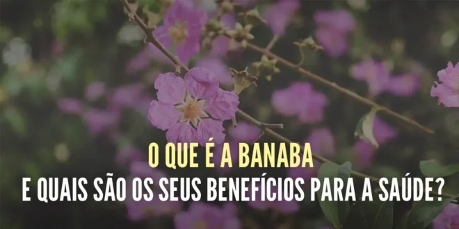O que é a Banaba e quais são os seus benefícios para a saúde? O que é a Banaba e quais são os seus benefícios para a saúde?