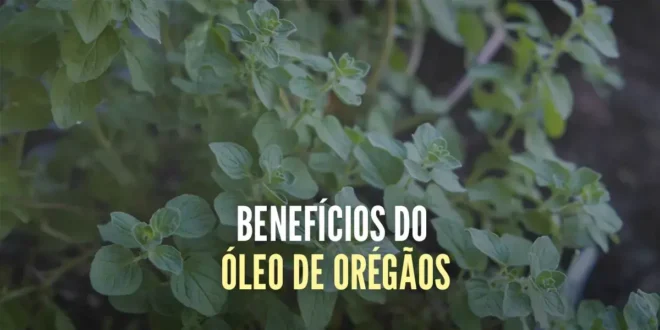 Quais são os benefícios do Óleo de Orégãos e como tomá-lo? Quais são os benefícios do Óleo de Orégãos e como tomá-lo?