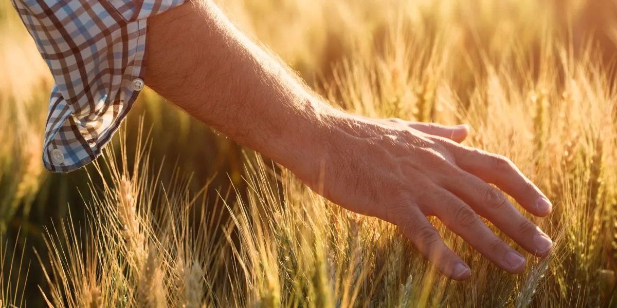 Andar pelo campo de trigo