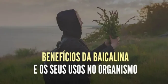 Benefícios da Baicalina e os seus usos no organismo Benefícios da Baicalina e os seus usos no organismo