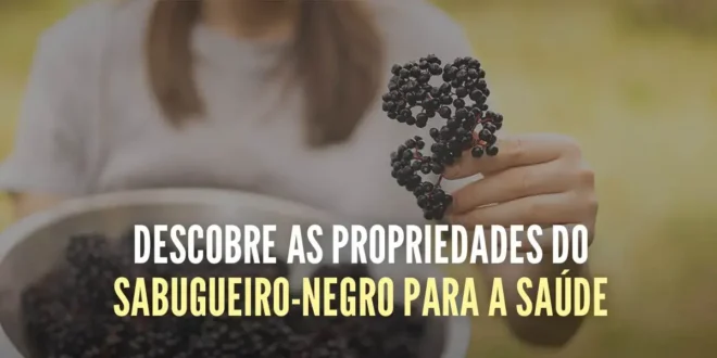 Propriedades do Sabugueiro-Negro para a saúde Propriedades do Sabugueiro-Negro para a saúde