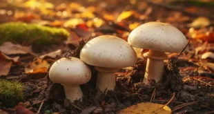 Propriedades e valor nutricional do Agaricus bisporus