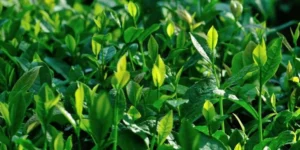 Óleo de árvore do chá, um grande aliado contra a acne