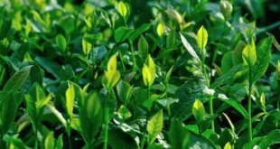 Óleo de árvore do chá, um grande aliado contra a acne