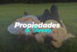 Como tomar a Damiana e Receitas