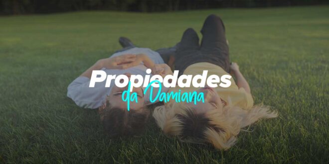 Como tomar a Damiana e Receitas Como tomar a Damiana e Receitas
