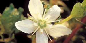 Propriedades do Buchu