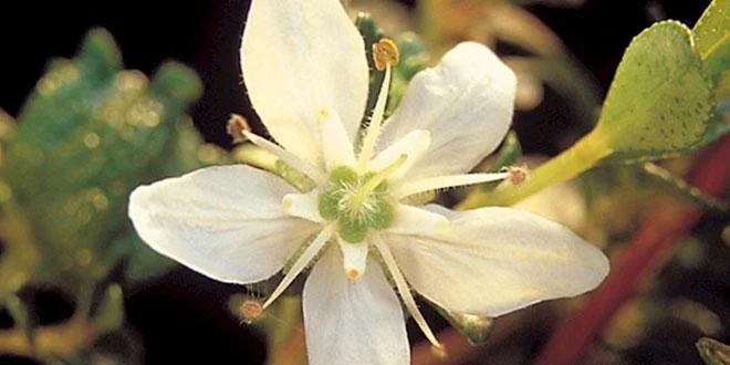 Propriedades do Buchu