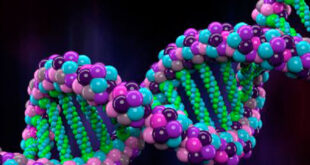 Rotas anabólicas: biossíntese proteica