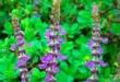 Coleus Forskohlii, o que é, quais são os seus benefícios para a saúde