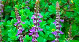 Coleus Forskohlii, o que é, quais são os seus benefícios para a saúde